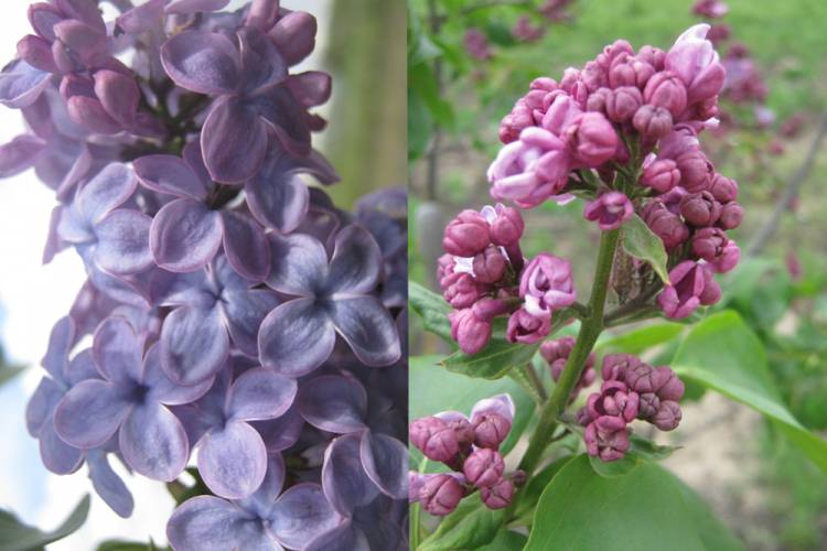 New lilac varieties cultivated in BelSU Botanical Garden were registered internationally
